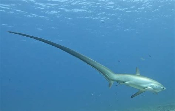 Do sharks mess with divers?