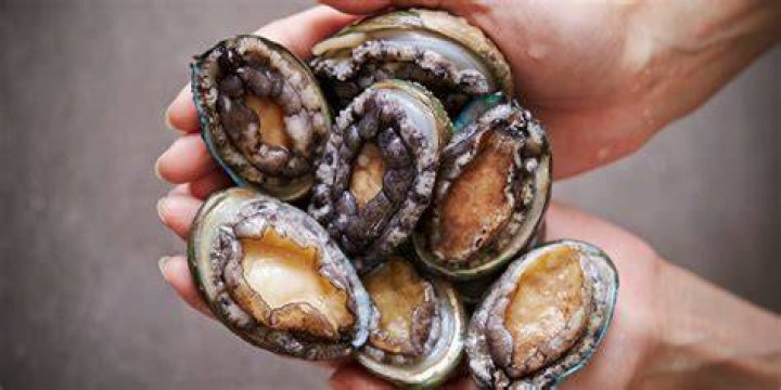 How are abalones born?
