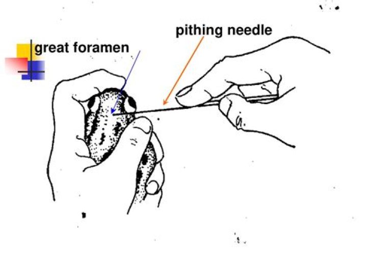 How does a Pithing Needle work?