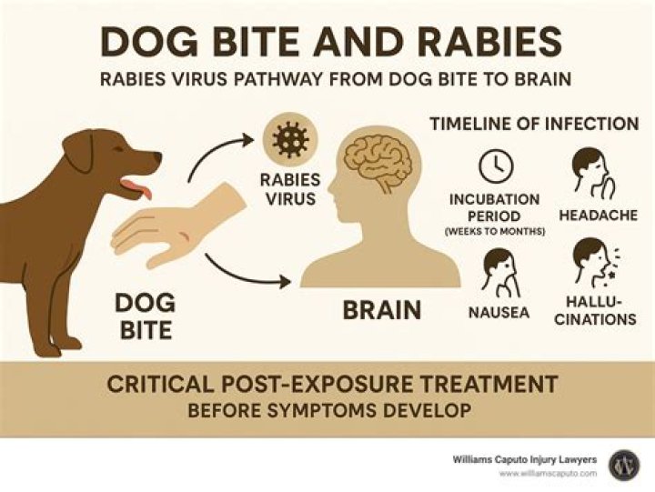 What does Rabid Bite do?